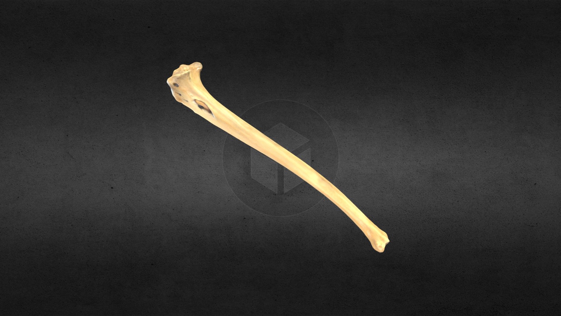 MSCC084 Vulpes vulpes Left Tibia