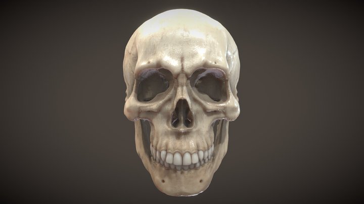 Skull - anatomy Study 3D Model