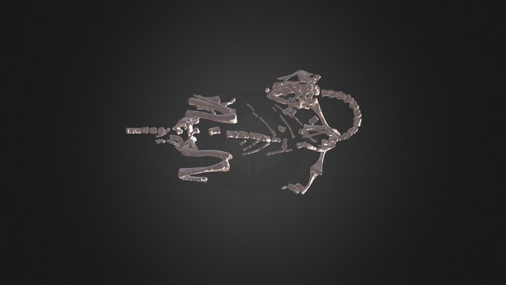 Mussaurus patagonicus dinosaur hatchling 3D Model
