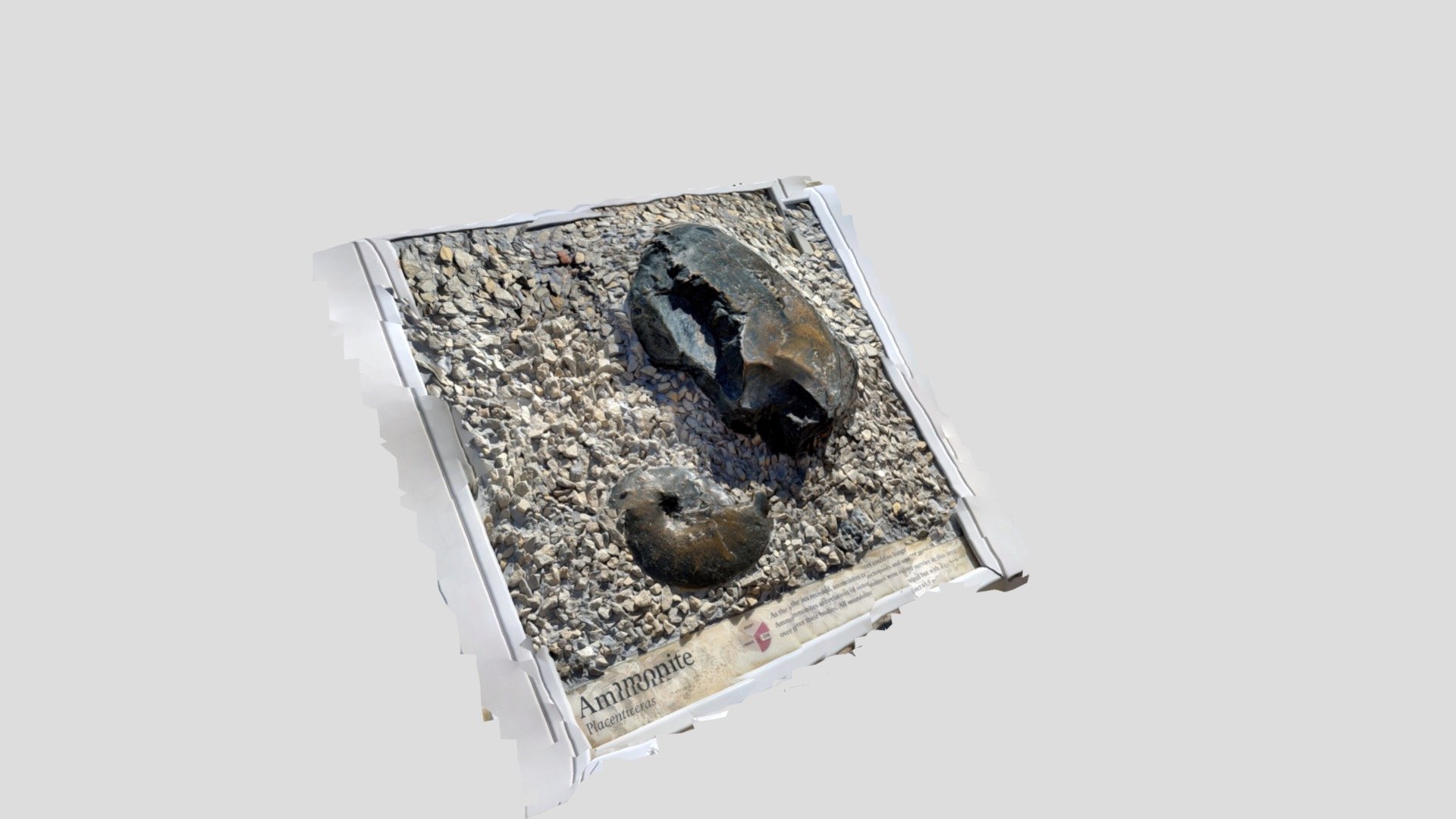 Ammonite