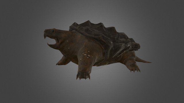 Alligator Snapping Turtle 3D Model