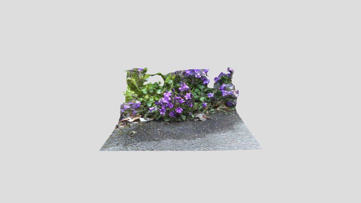 Campanula Kiri no mask cropped