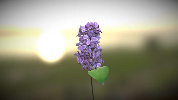 Lilac Flower (High Polygon Version) 3D Model