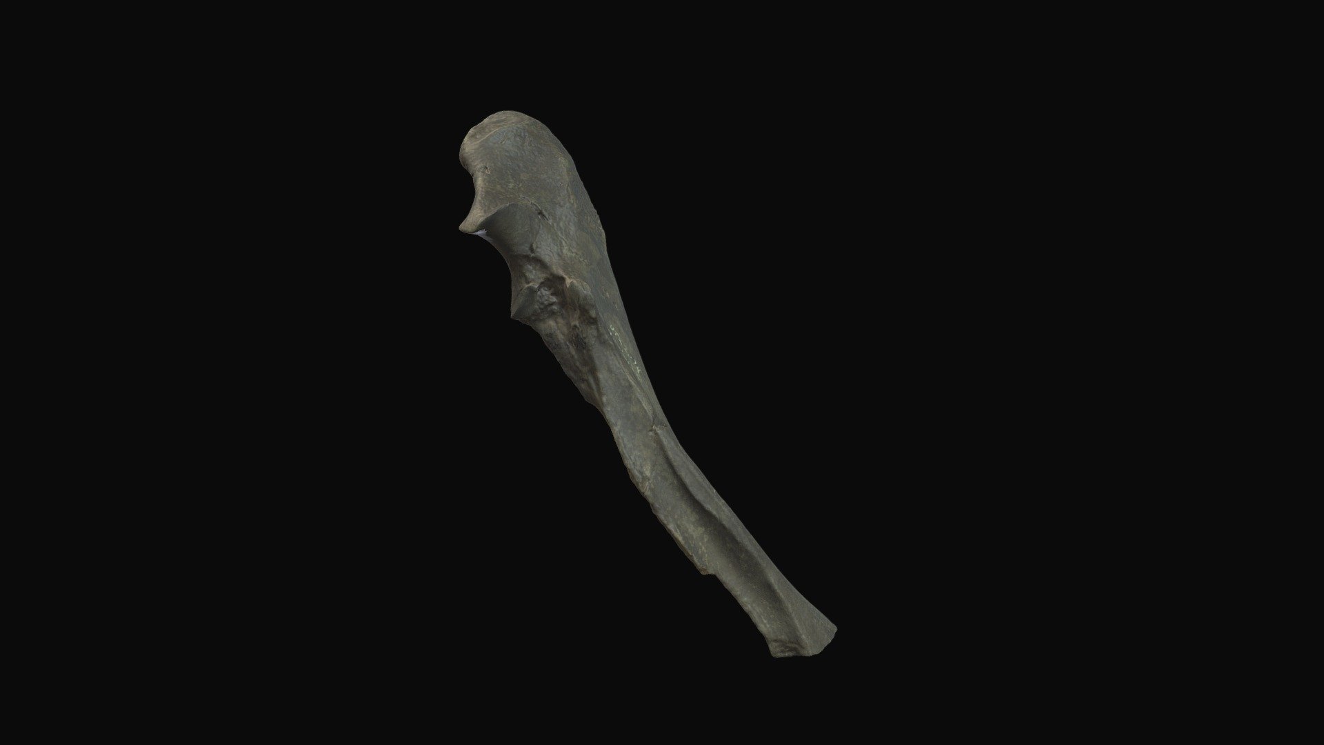 Dwarf Tapir ulna. Gray Fossil Site, TN. - Download Free 3D model by ...