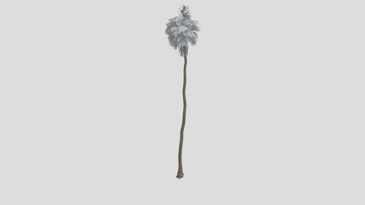 Tree Fan Palm C1 – Kostenloses 3D-Modell STL