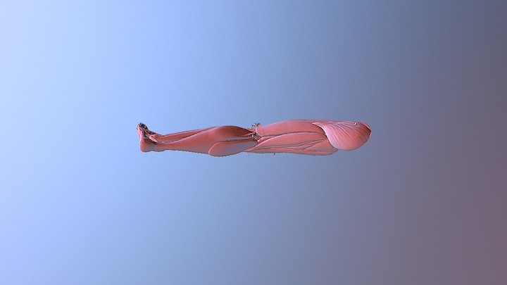 Muscles of the Leg 3D Model
