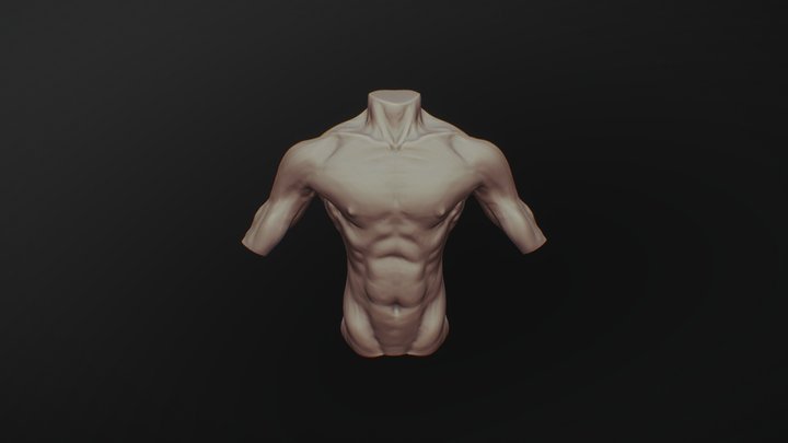 Torso Study 3D Model