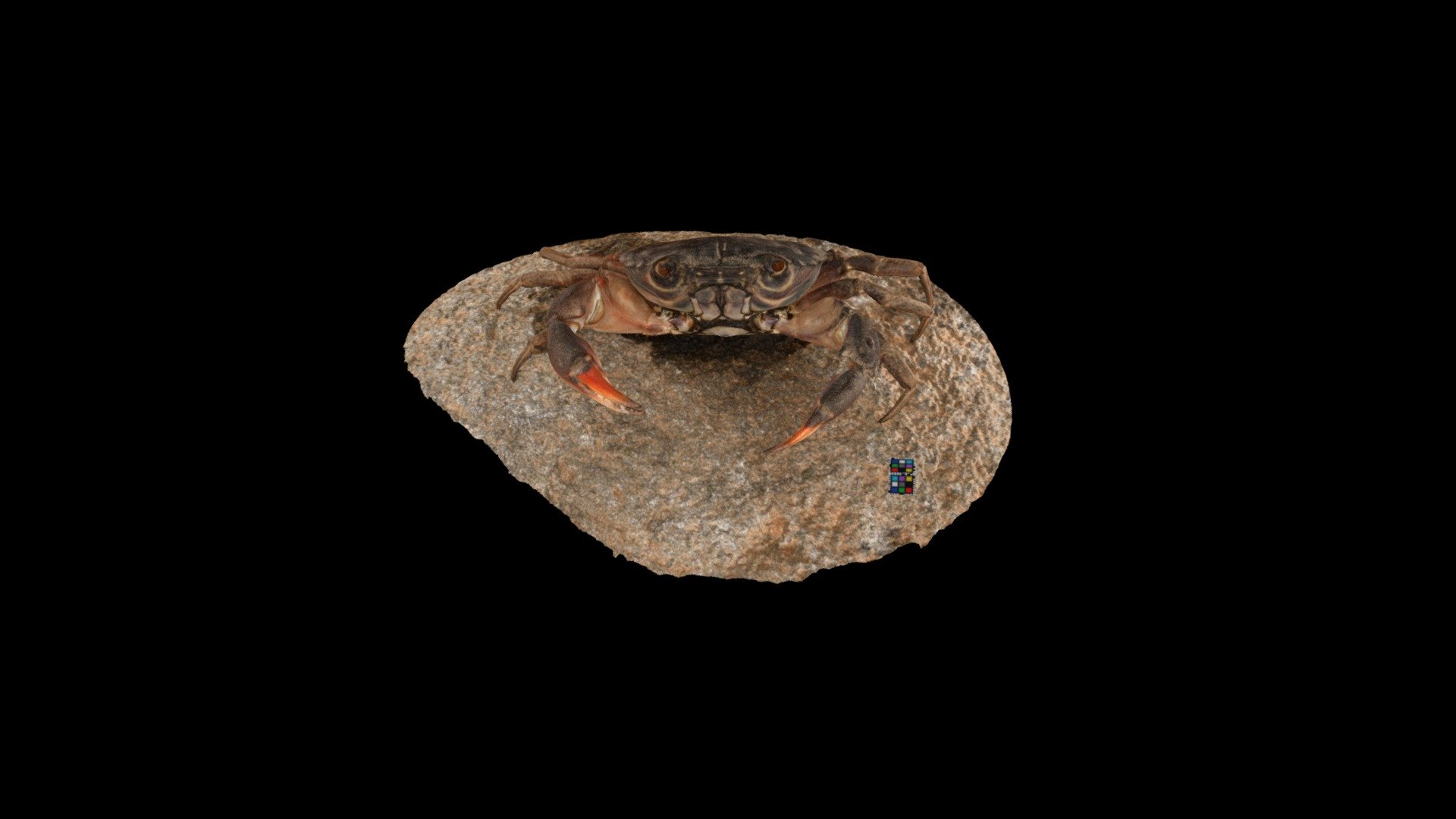 イワオウギガニ Red-eyed reef crab, Eriphia sebana