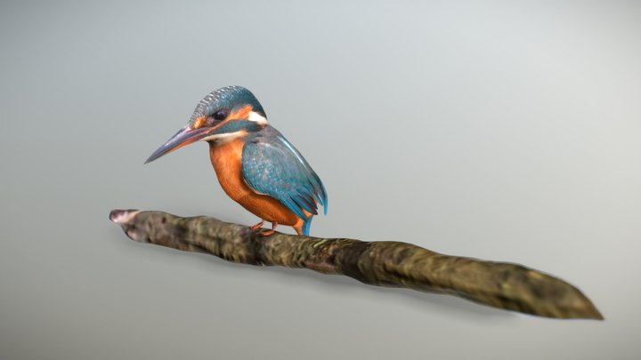Kingfisher Bird 3D Model