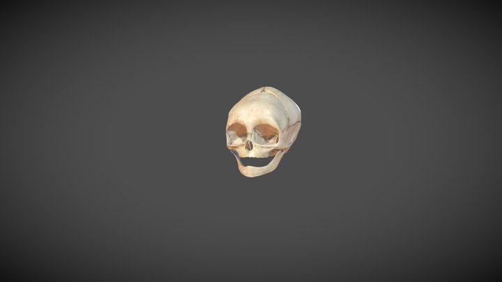 Age Based Skulls (Animation) 3D Model