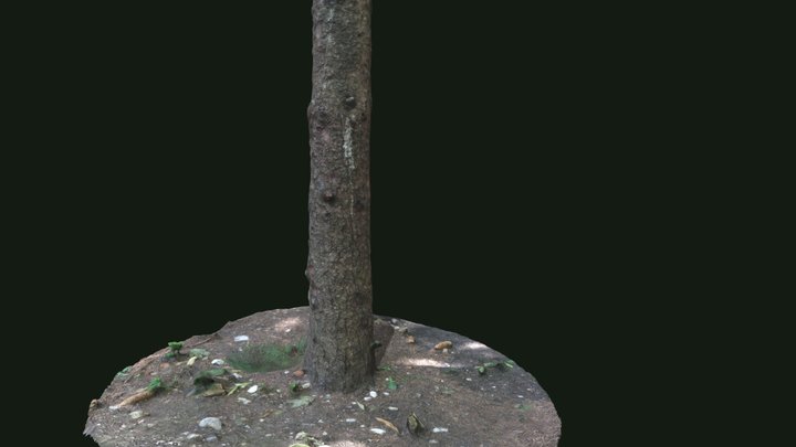 tree11 3D Model