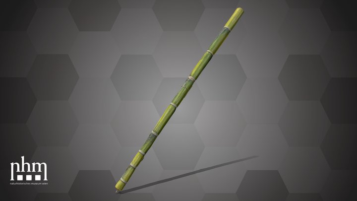 Bamboo (NHMW-AFW-DING-0046-085) – Modello 3D gratuito STL