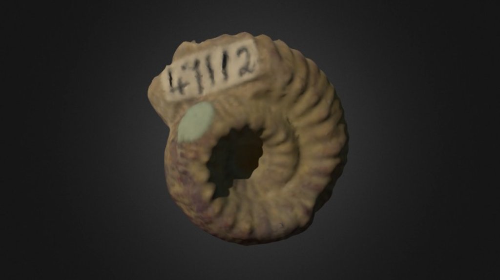 GSM 47112 Ammonite