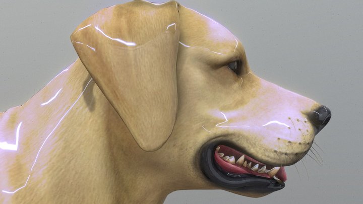 Labrador Retriever 3D Model