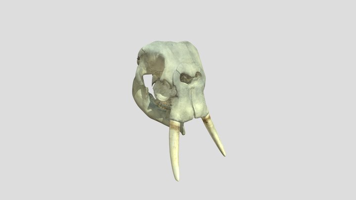 African-forest-elephant-skull 3D Model