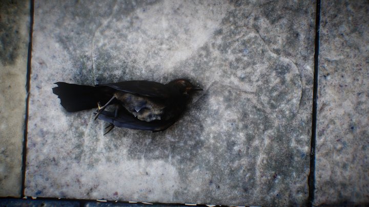 Dead Bird  30k 3D Model