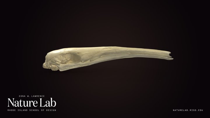 Giant Ant Eater Skull