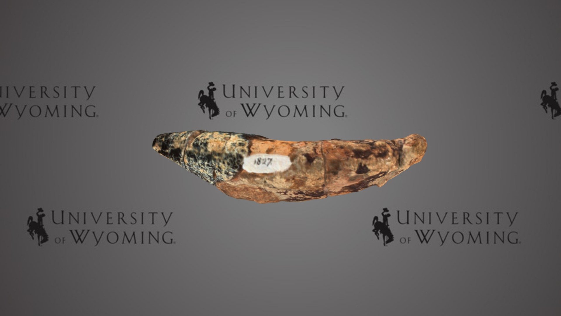 UW 1827 - Coryphodon, Upper Canine