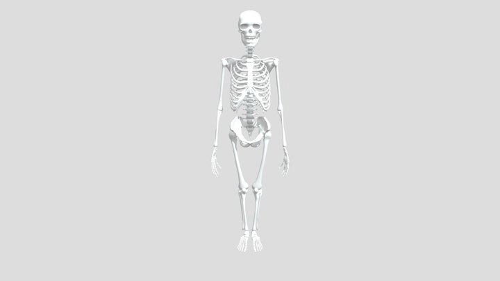 Skeleton 3D Model