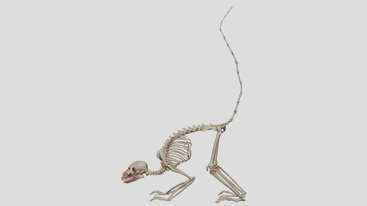 Ring-tailed Lemur (Lemur catta) 3D Model