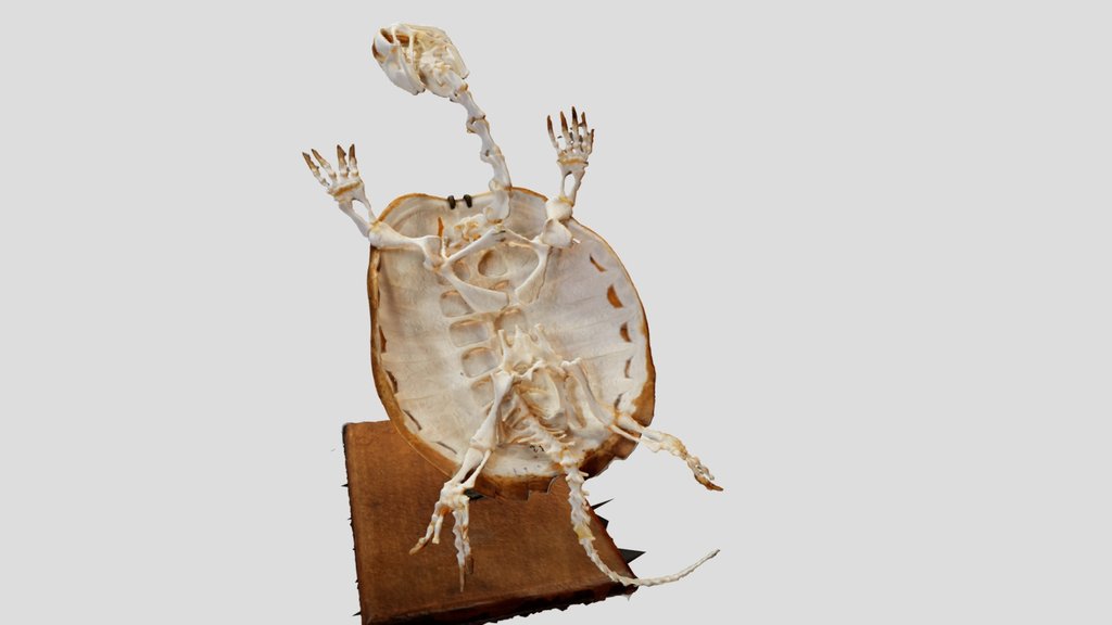 Snapping Turtle Skeleton