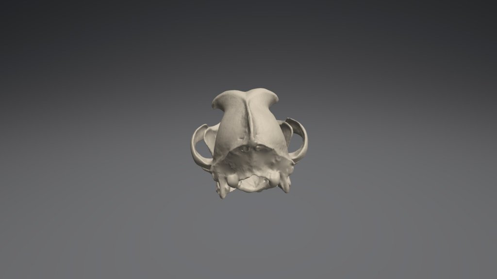 Dog Skull