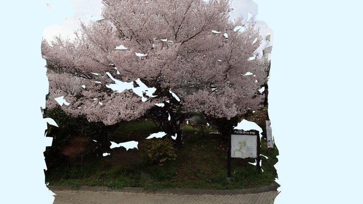 Sakura in Tokyo, Mar 2018 3D Model