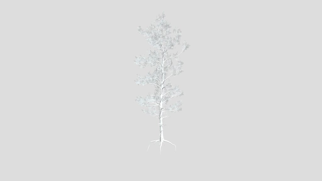 Sj Mystic Pine Wanderer