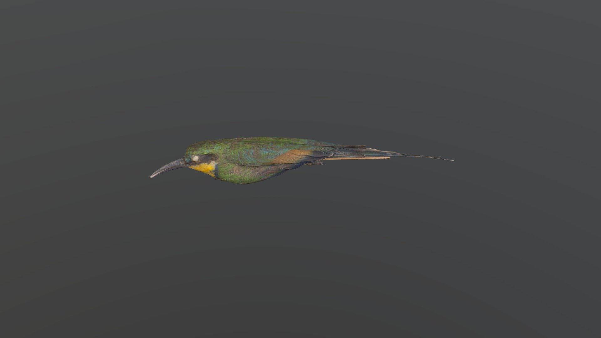 Swallow-tailed Bee-eater - Merops hirundineus