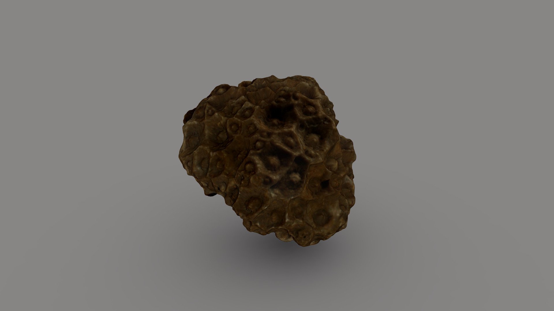 Coral Fossil