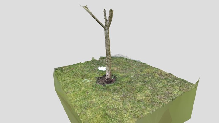 Scan of bloom tree trunk 3D Model