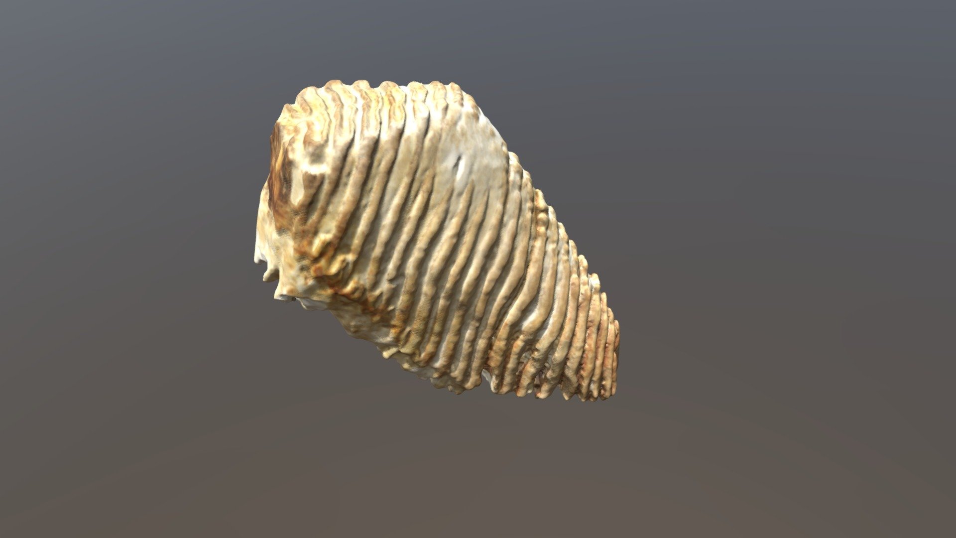 Mammoth Upper Molar Iii Vcu3d3797 3d Model By Virtual Curation Lab Virtualcurationlab