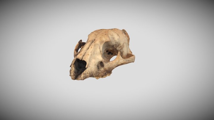 Cráneo Jaguar 3D Model