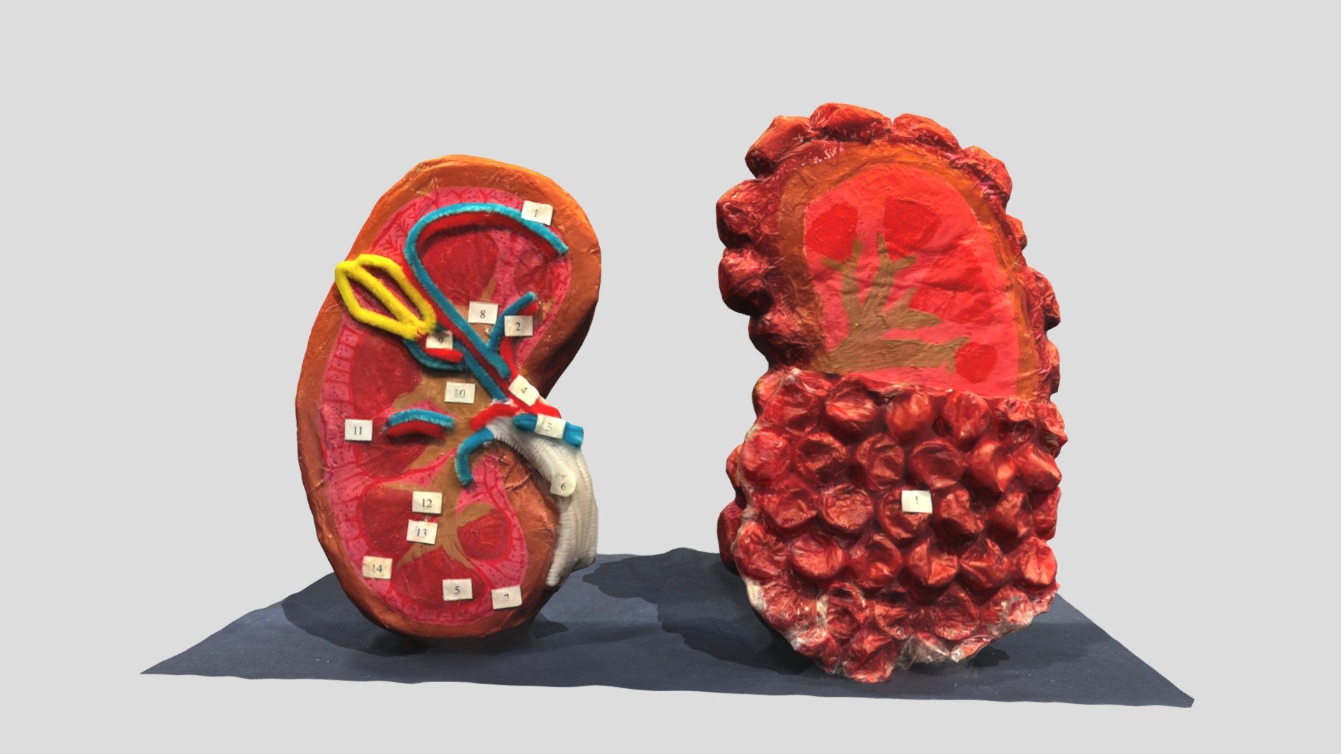 Kidney Pathophysiology Model Dec 2025 - Download Free 3D model by ...