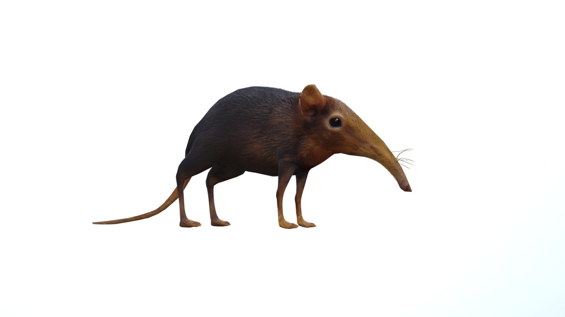 Shrew Elephant