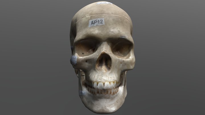 Skull Photogrammetry Test 3D Model
