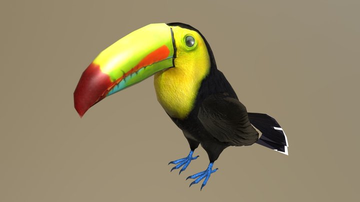 Toucan Bird 3D Model