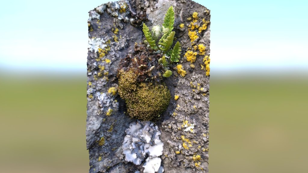 Lichen Moss Fern