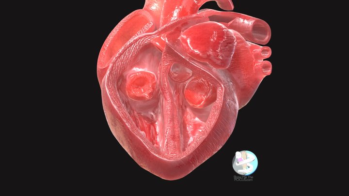 SMTP Open Heart 3D Model
