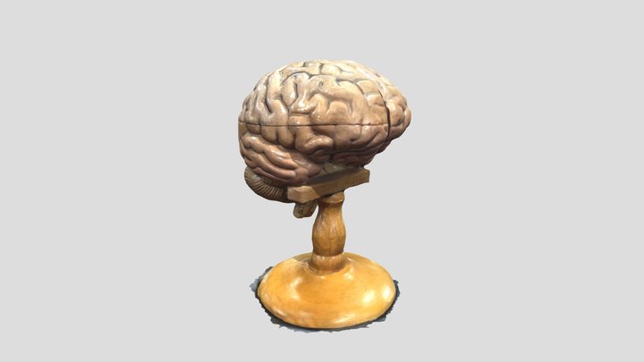 brain 3D Model