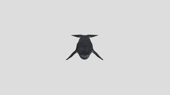 Humpback Whale (rigged) 3D Model