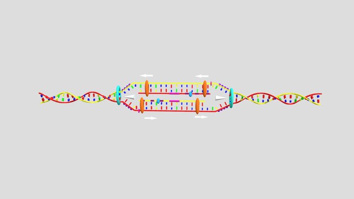 DNA-replication 3D Model