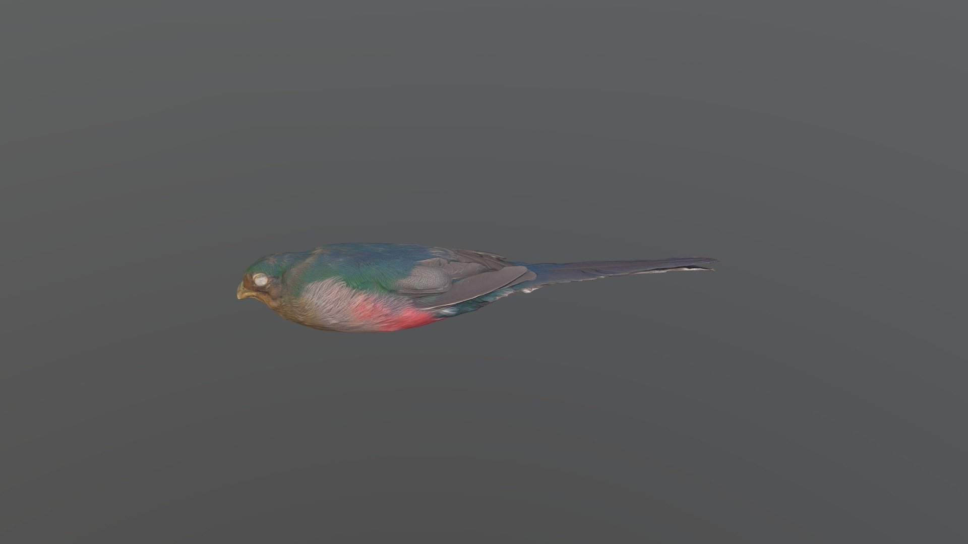 Narina Trogon - Apaloderma narina narina