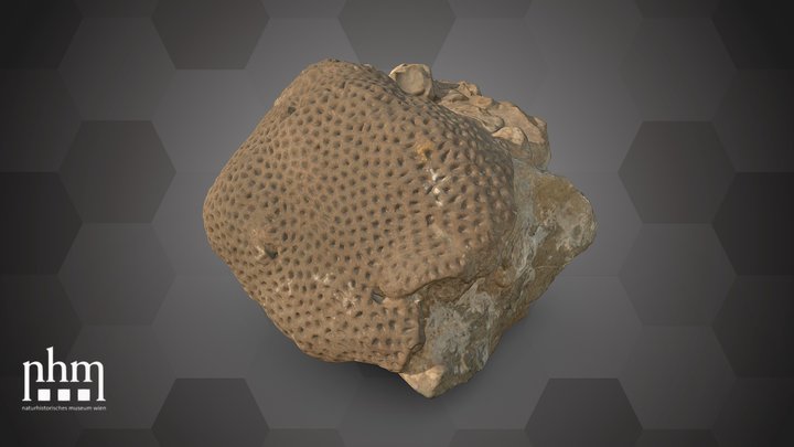 Lesser starlet coral (NHMW-ZOO-EV-0008797) – Gratis 3D-model STL