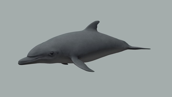 Bottlenose dolphin 3D Model
