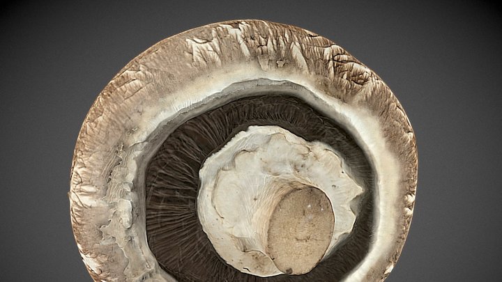 Portobello Mushroom 3D Model