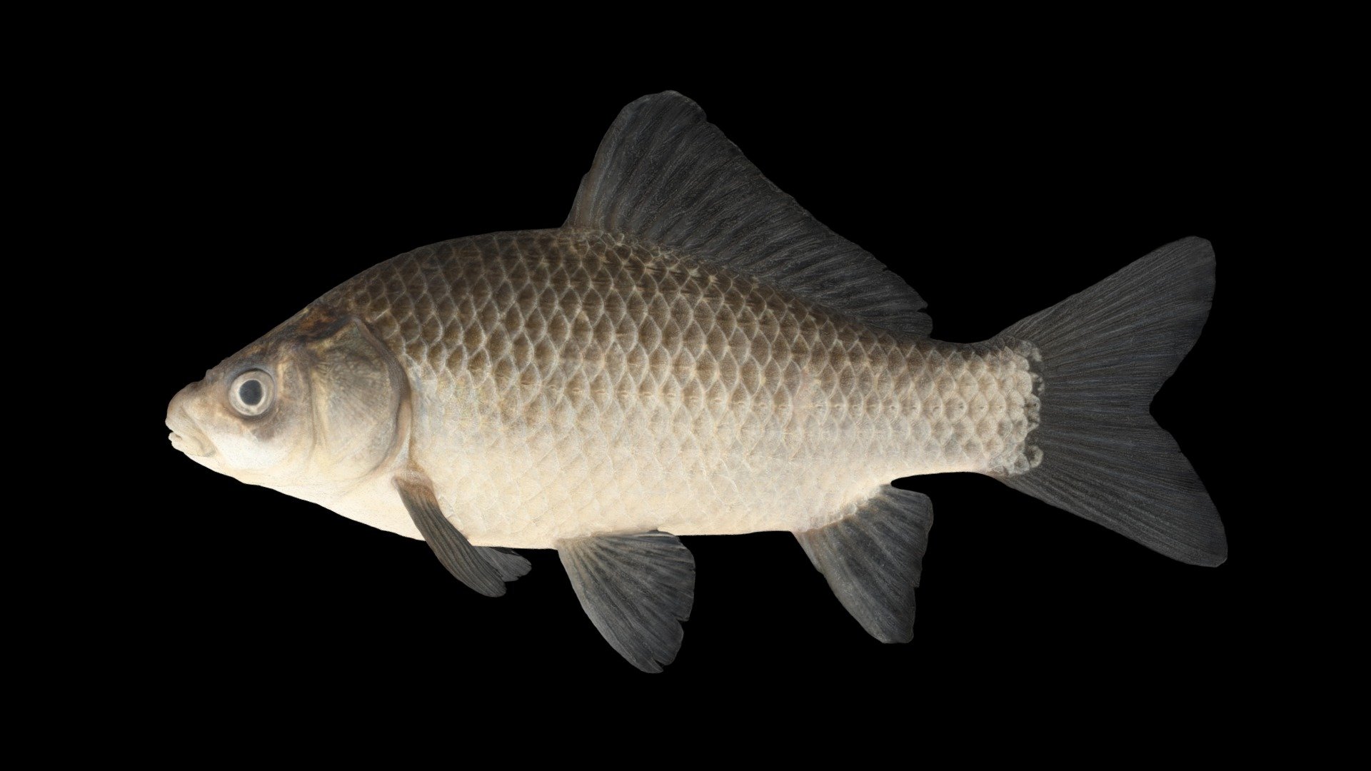 ギンブナ 🐟 Crucian Carp, C. auratus langsdorfii - Download Free 3D model by ...