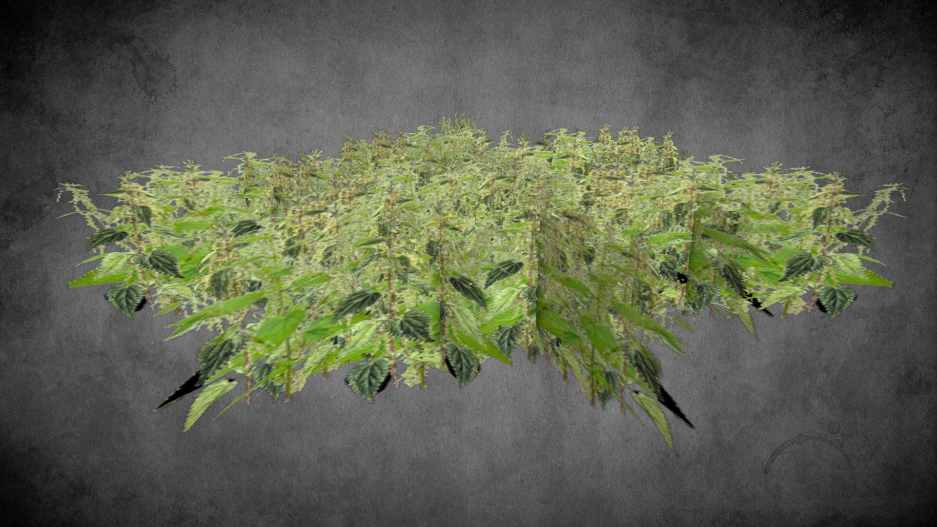 Brennesseln - Nettles