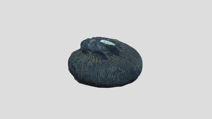 Prototipado UCT | Rayen San Martín - Fossil 3D Model