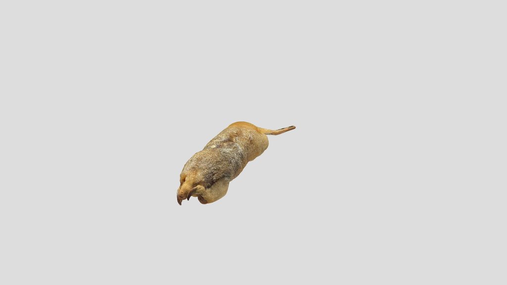 Tamanduaí (Cyclopes didactylus)